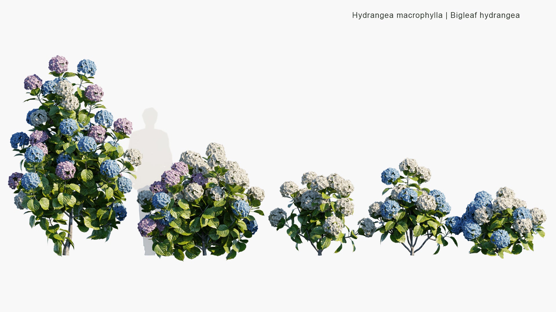 Low Poly Hydrangea Macrophylla - Bigleaf Hydrangea, French Hydrangea, Lacecap Hydrangea, Mophead Hydrangea, Penny Mac, Hortensia (3D Model)