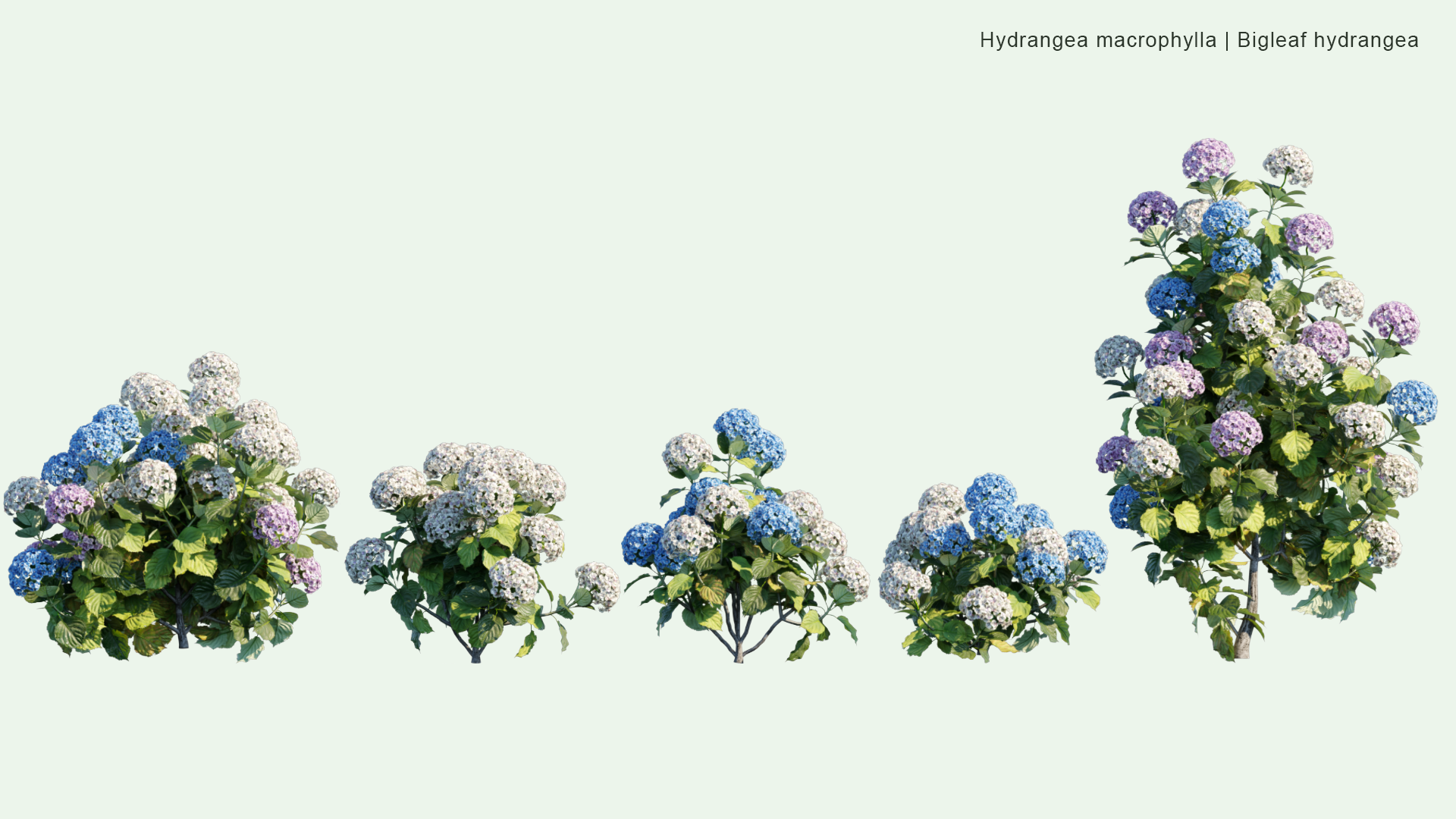 2D Hydrangea Macrophylla - Bigleaf Hydrangea, French Hydrangea, Lacecap Hydrangea, Mophead Hydrangea, Penny Mac, Hortensia