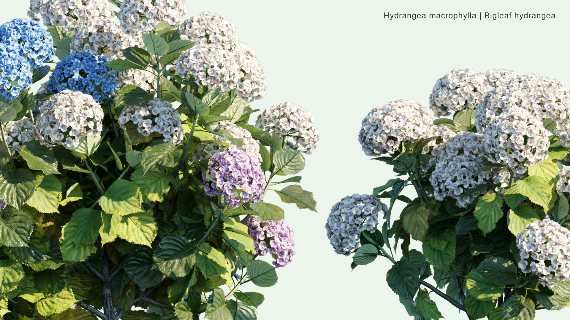 2D Hydrangea Macrophylla - Bigleaf Hydrangea, French Hydrangea, Lacecap Hydrangea, Mophead Hydrangea, Penny Mac, Hortensia