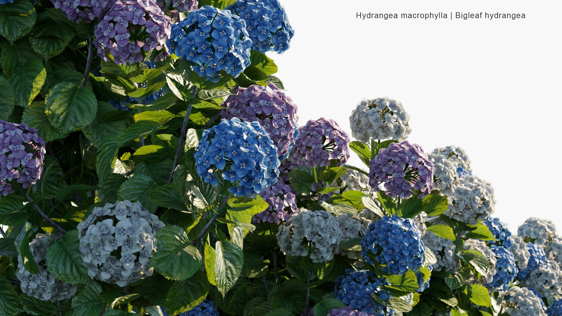 Low Poly Hydrangea Macrophylla - Bigleaf Hydrangea, French Hydrangea, Lacecap Hydrangea, Mophead Hydrangea, Penny Mac, Hortensia (3D Model)