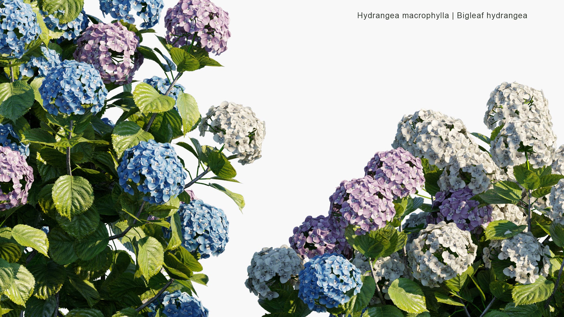 Low Poly Hydrangea Macrophylla - Bigleaf Hydrangea, French Hydrangea, Lacecap Hydrangea, Mophead Hydrangea, Penny Mac, Hortensia (3D Model)