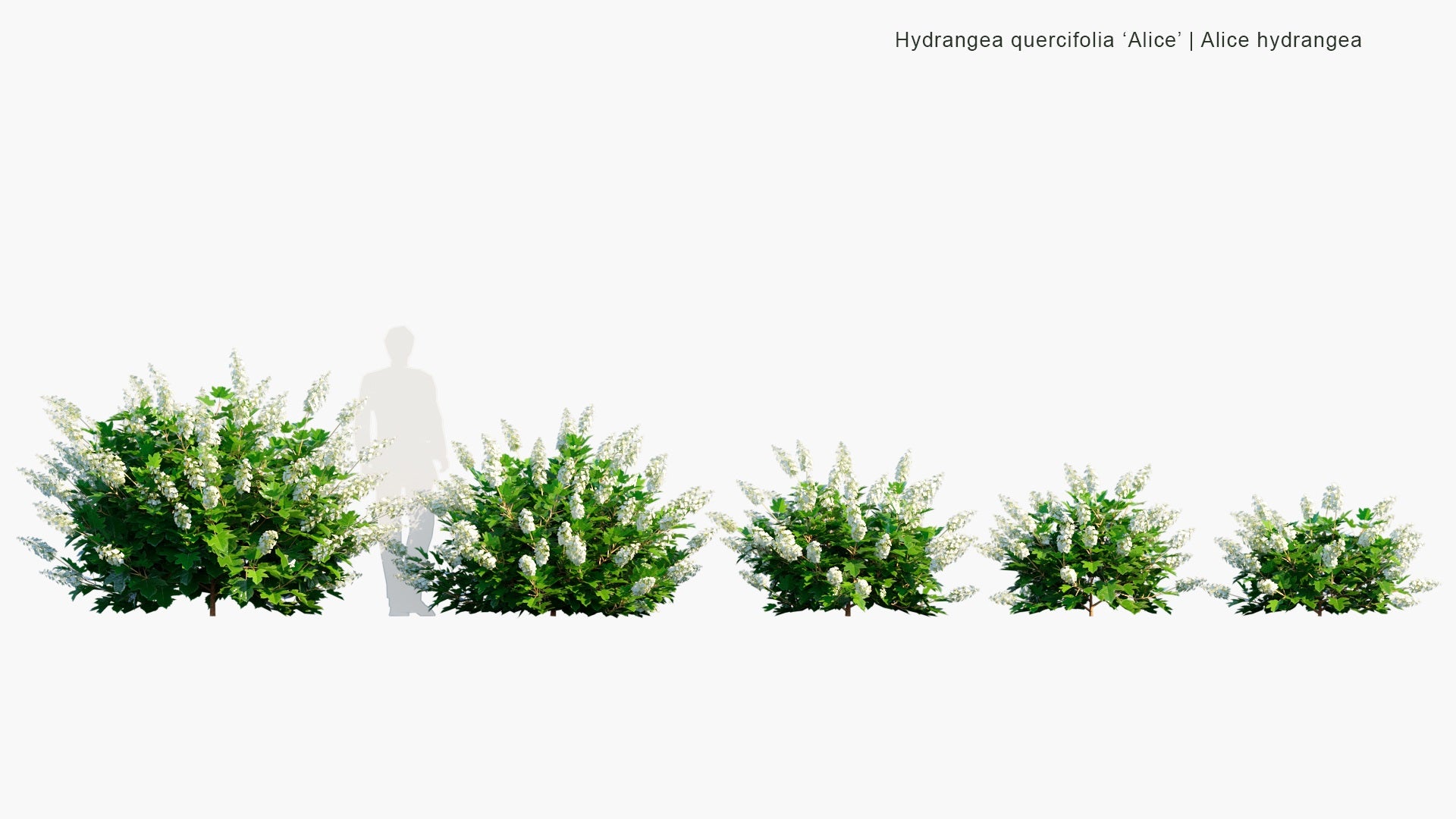 Low Poly Hydrangea Quercifolia 'Alice' - Alice Hydrangea (3D Model)