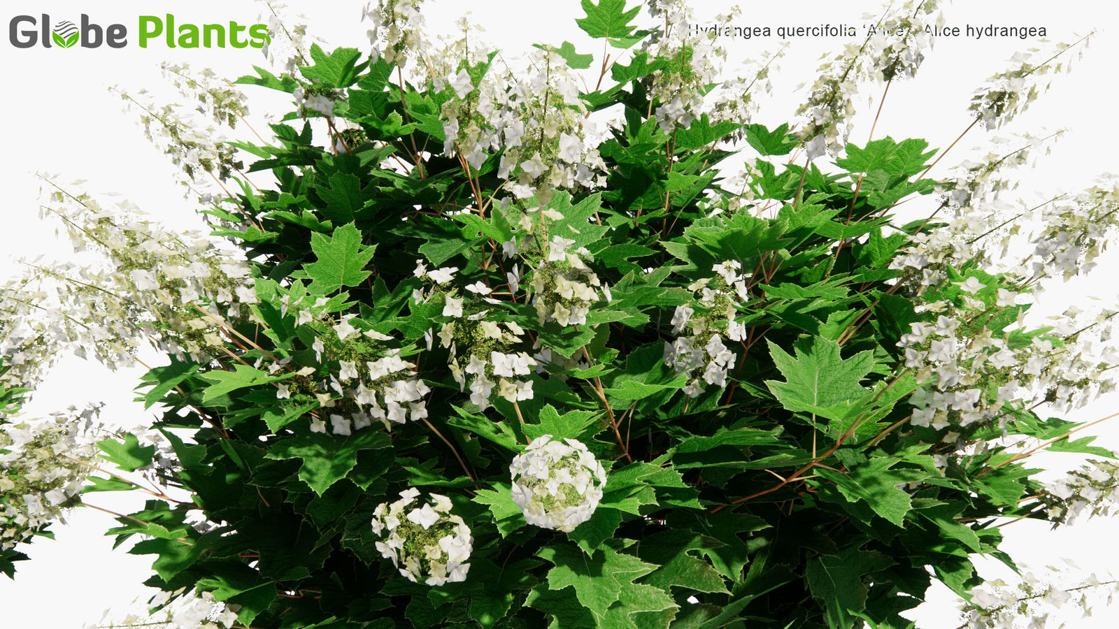 Low Poly | Hydrangea Quercifolia 'Alice' - Alice Hydrangea