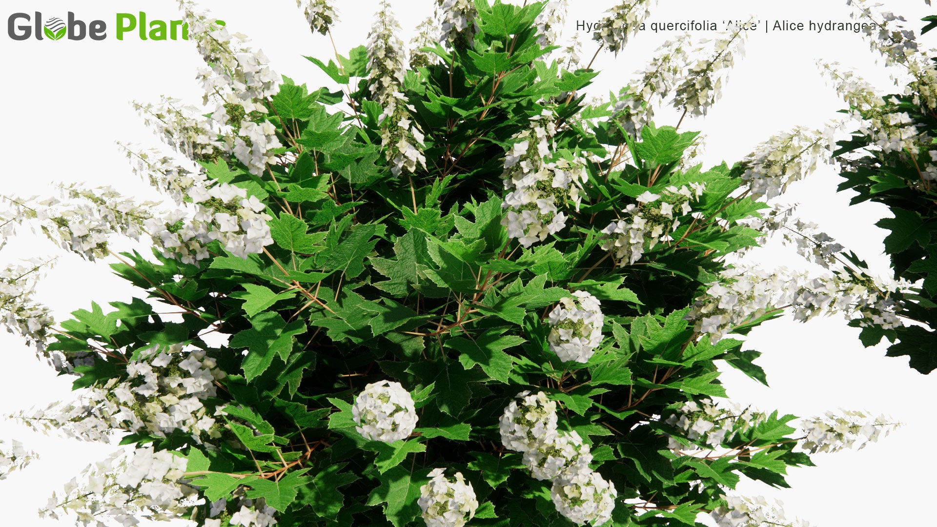 Low Poly Hydrangea Quercifolia 'Alice' - Alice Hydrangea (3D Model)