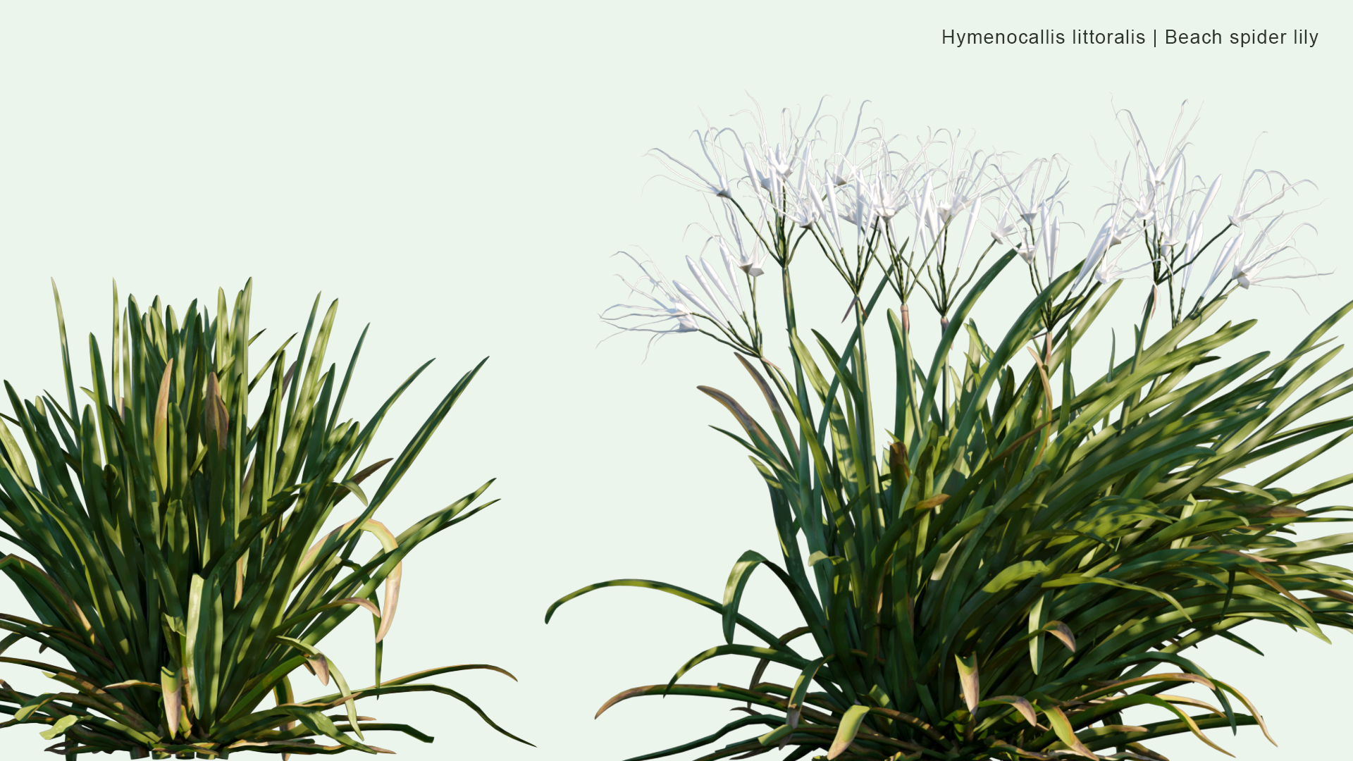 2D Hymenocallis Littoralis - Beach Spider Lily