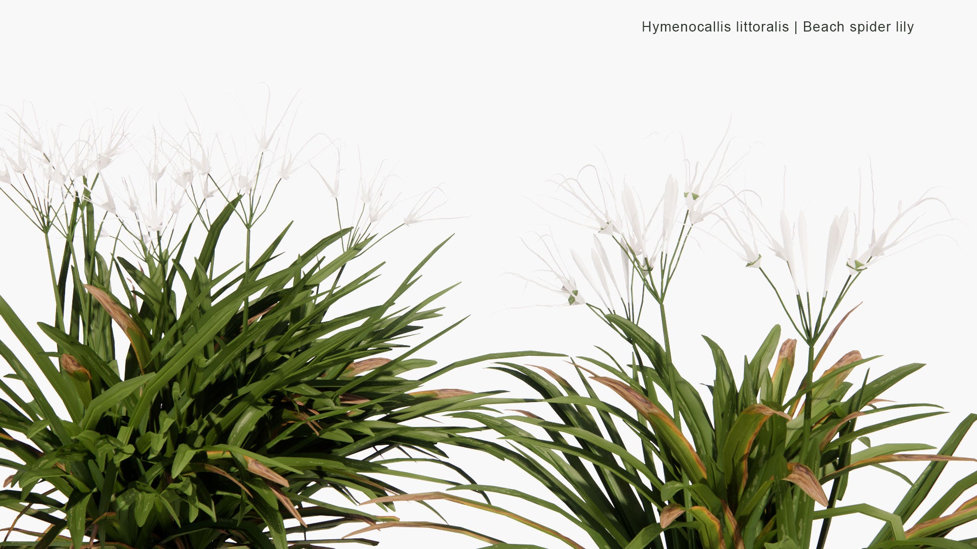 Low Poly Hymenocallis Littoralis - Beach Spider Lily (3D Model)