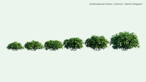 Hymenosporum Flavum 'Lushious 