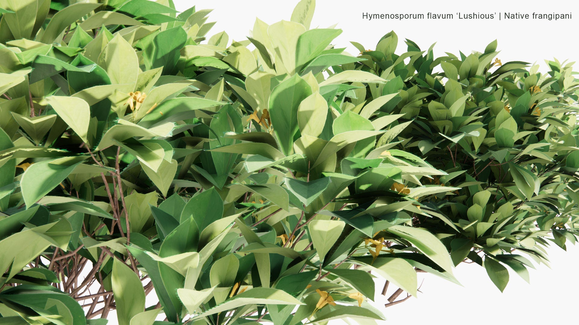 Low Poly Hymenosporum Flavum 'Lushious' - Native Frangipani (3D Model)