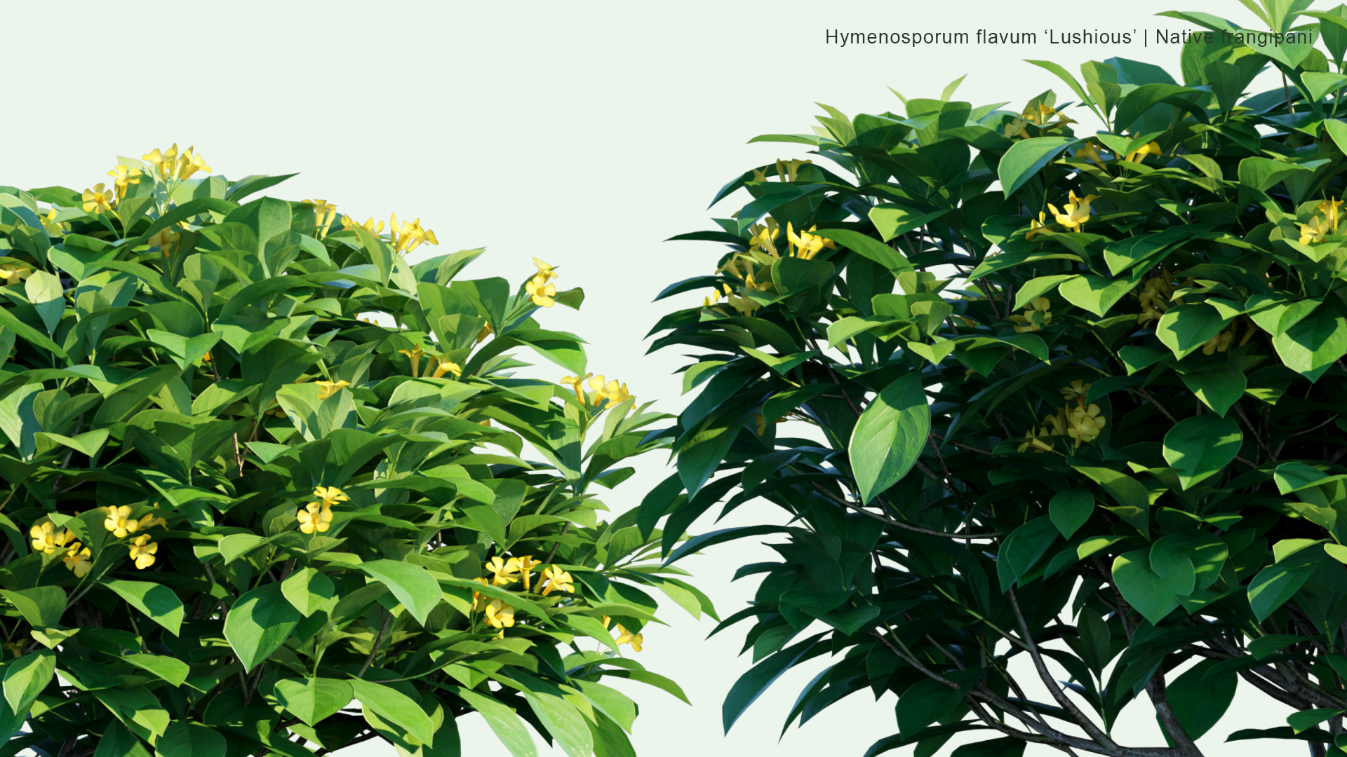 2D Hymenosporum Flavum 'Lushious - Native Frangipani