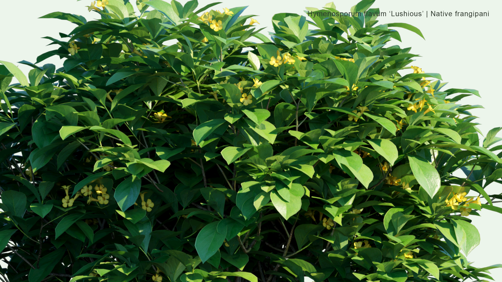 2D Hymenosporum Flavum 'Lushious - Native Frangipani