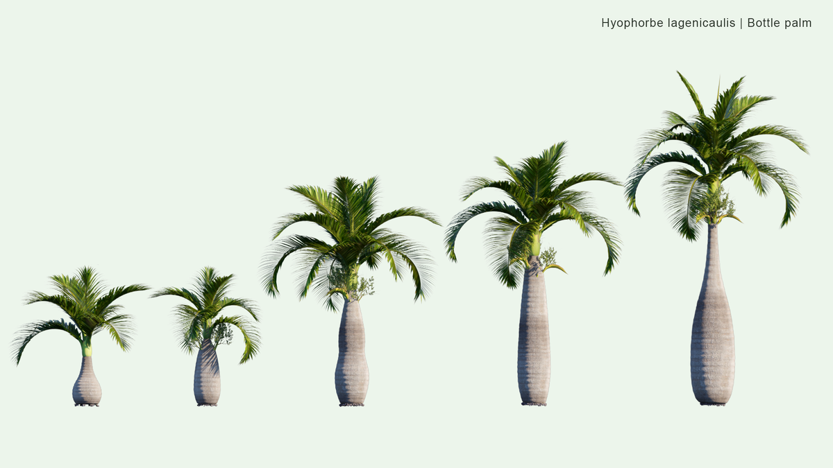 2D | Hyophorbe Lagenicaulis - Bottle Palm, Palmiste Gargoulette