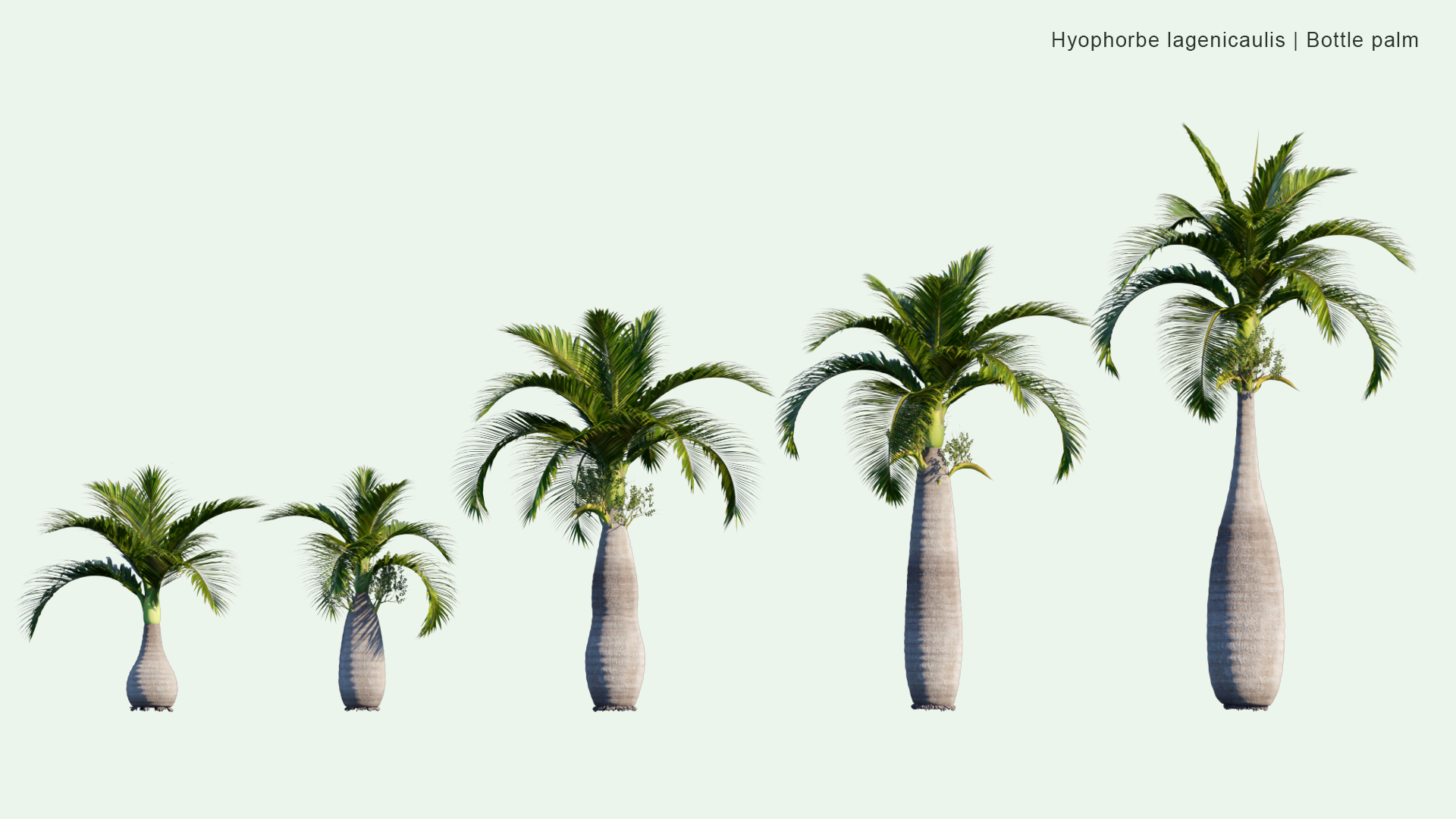 2D Hyophorbe Lagenicaulis - Bottle Palm, Palmiste Gargoulette