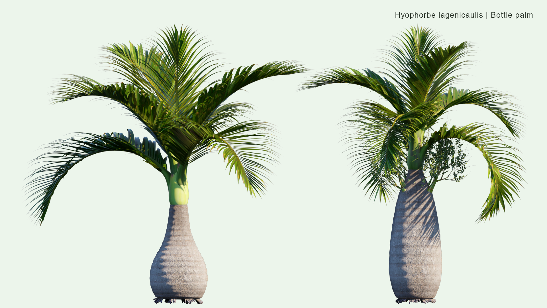 2D Hyophorbe Lagenicaulis - Bottle Palm, Palmiste Gargoulette