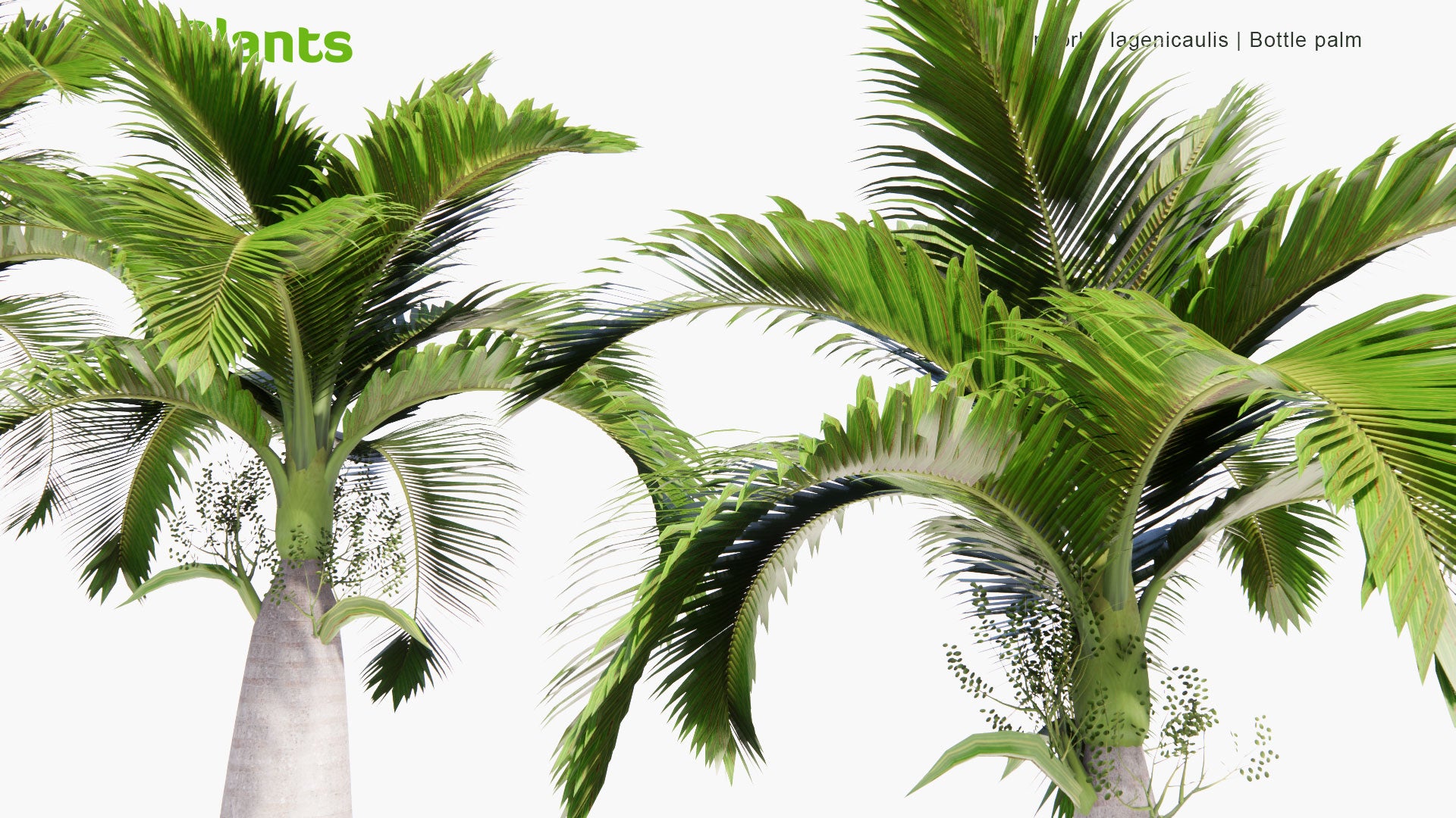 Low Poly Hyophorbe Lagenicaulis - Bottle Palm, Palmiste Gargoulette (3D Model)