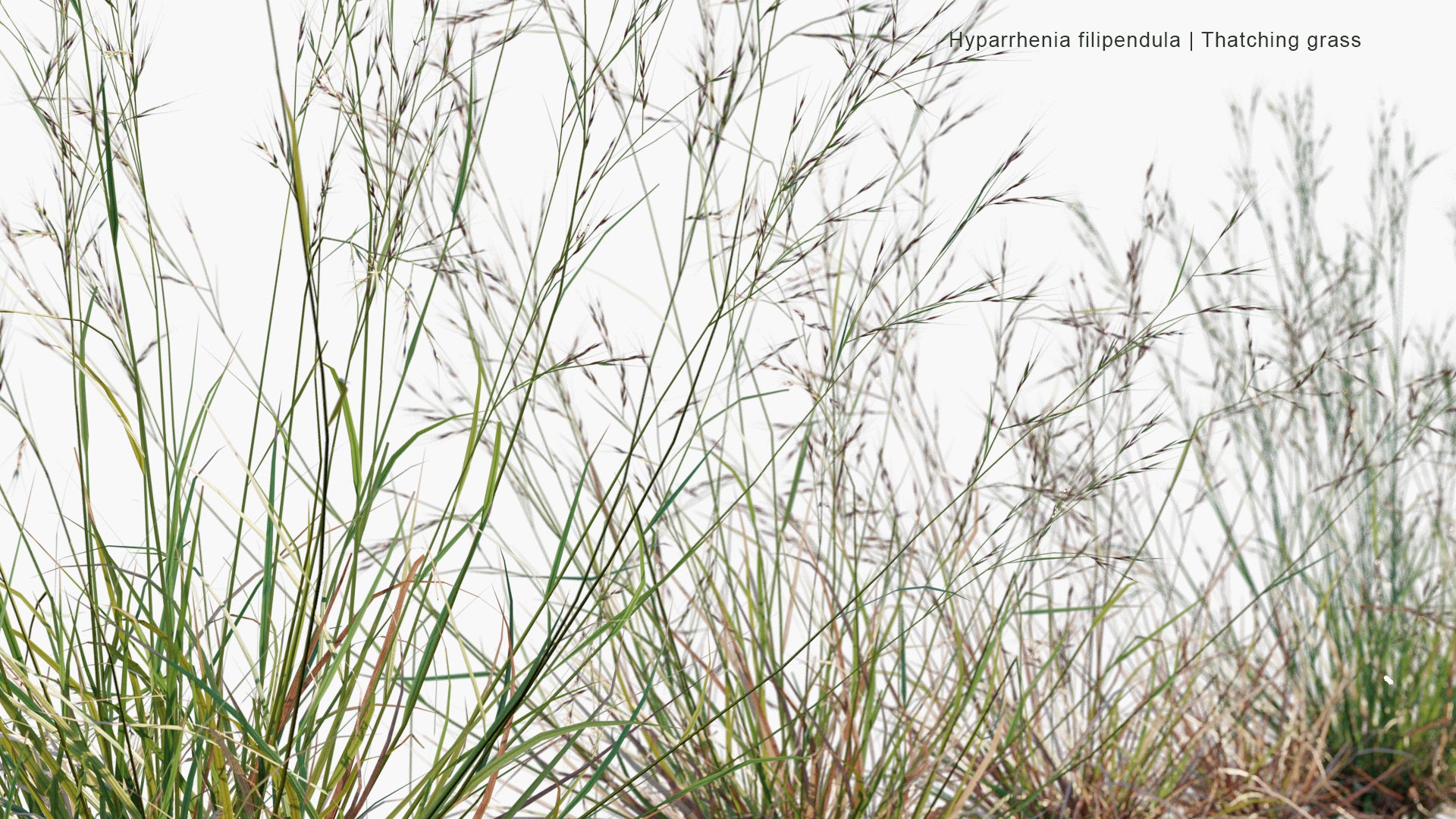 Low Poly Hyparrhenia Filipendula - Ambookie Grass, Fine Thatching Grass, Fine Hood Grass (3D Model)
