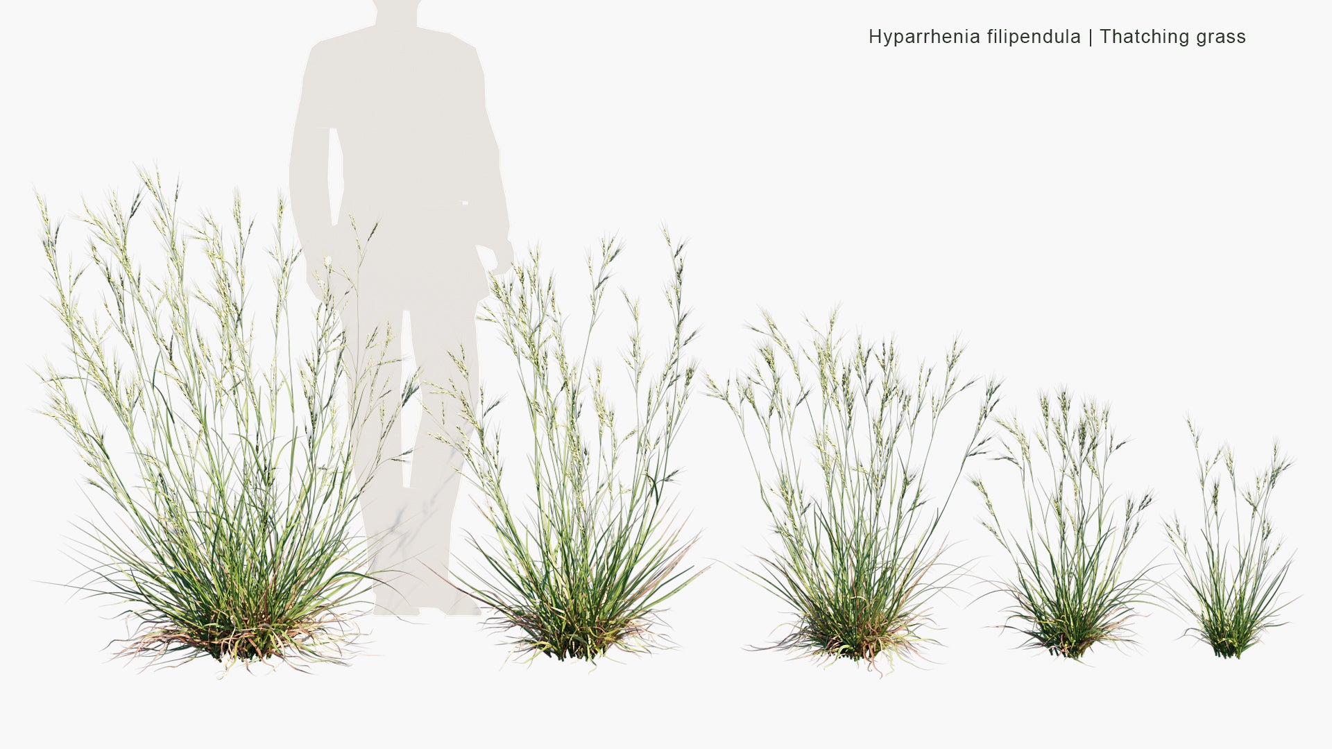 Hyparrhenia Filipendula - Ambookie Grass, Fine Thatching Grass, Fine Hood Grass (3D Model)