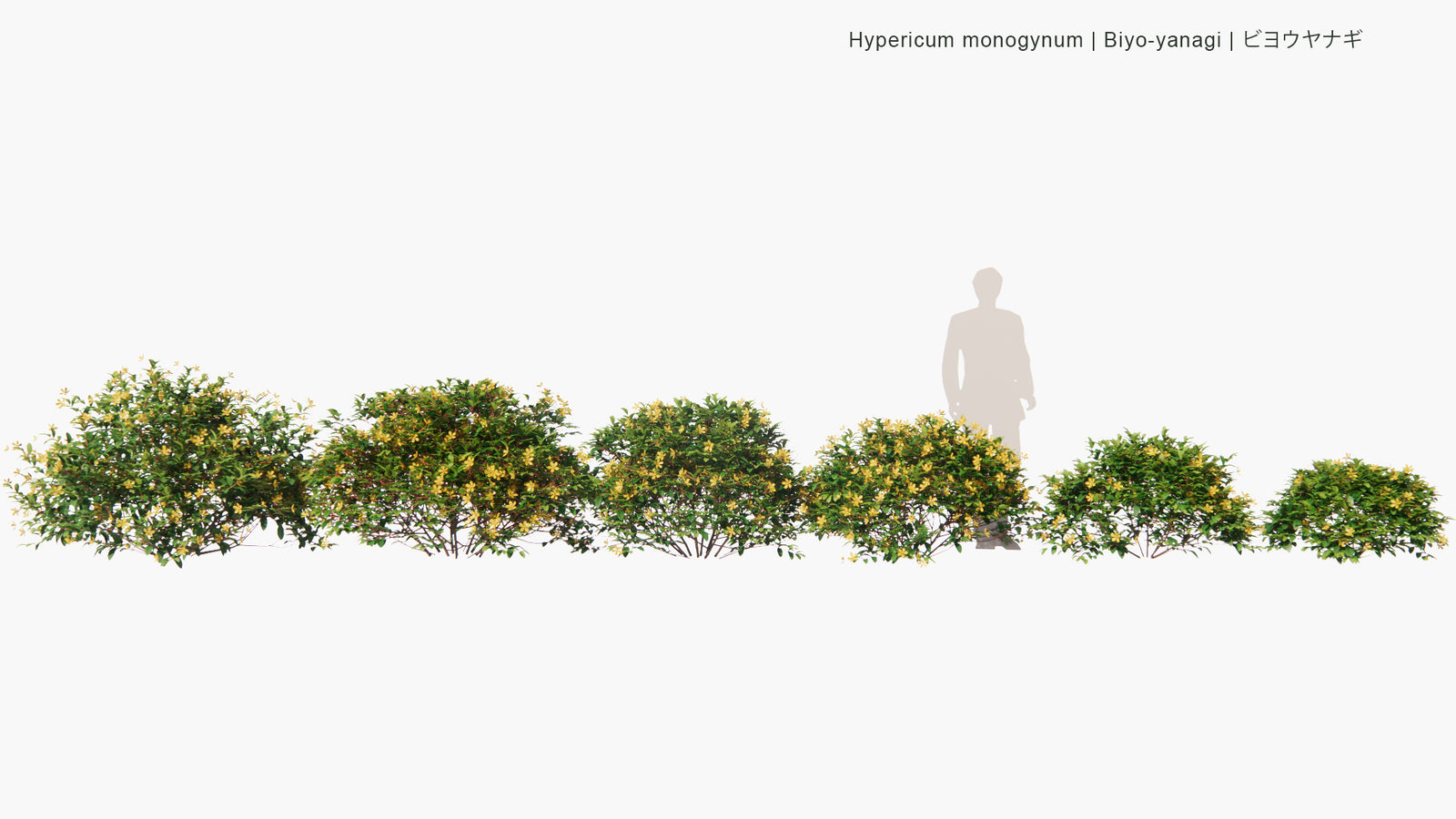 Low Poly | Hypericum Monogynum (Biyo-Yanagi) 3D Model - GlobePlants