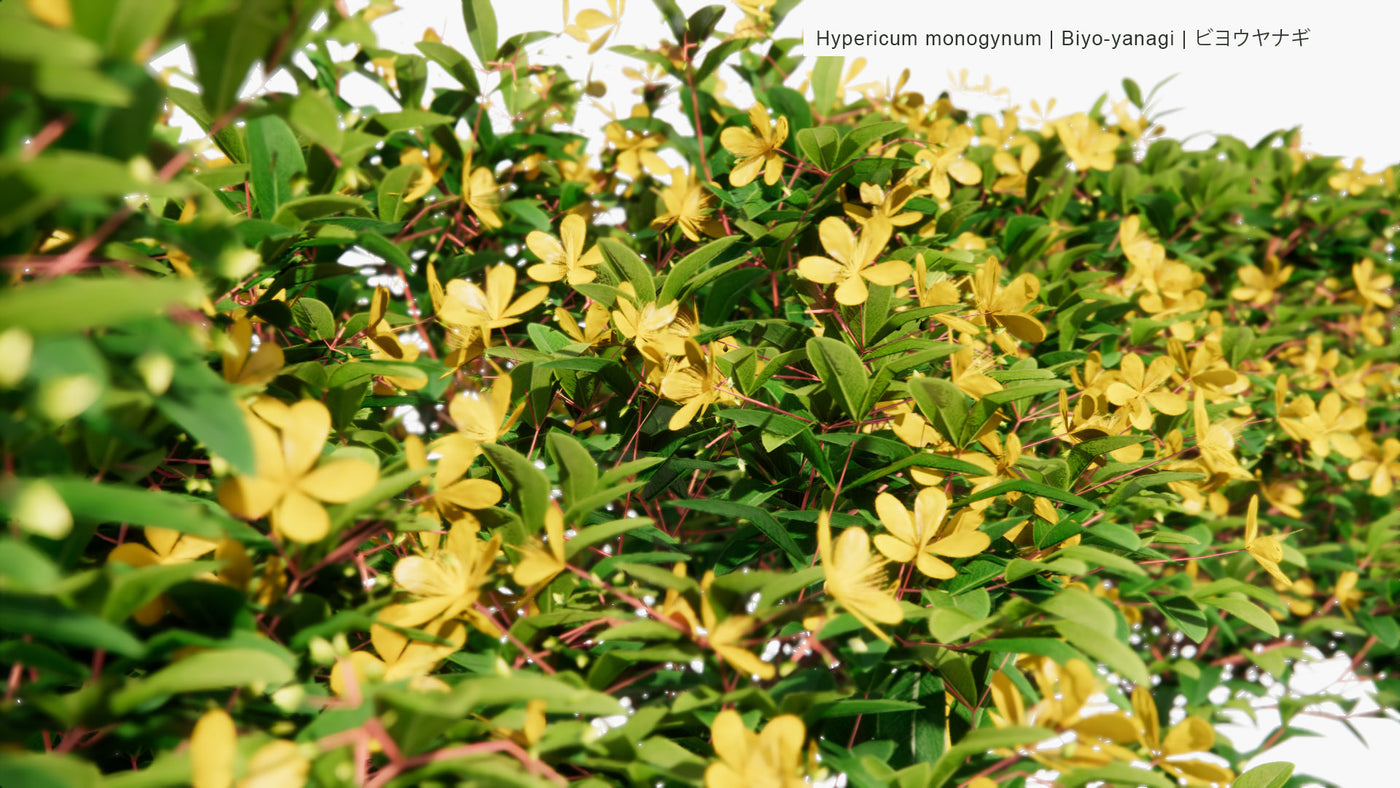 Low Poly | Hypericum Monogynum (Biyo-Yanagi) 3D Model - GlobePlants