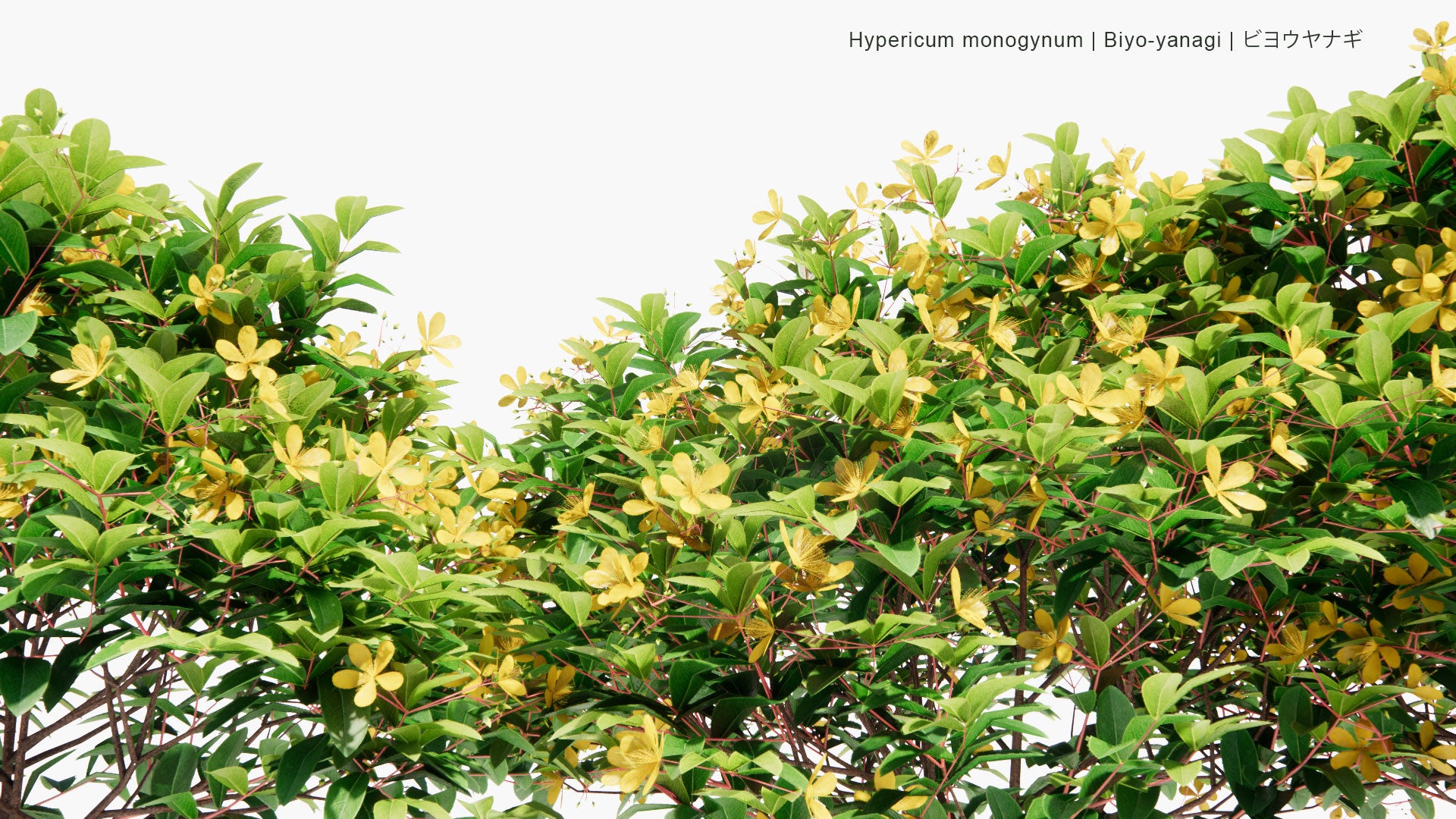 Low Poly Hypericum Monogynum - Biyo-Yanagi, ビヨウヤナギ (3D Model)