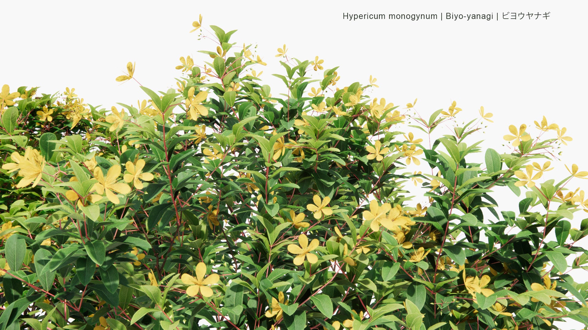 Low Poly Hypericum Monogynum - Biyo-Yanagi, ビヨウヤナギ (3D Model)