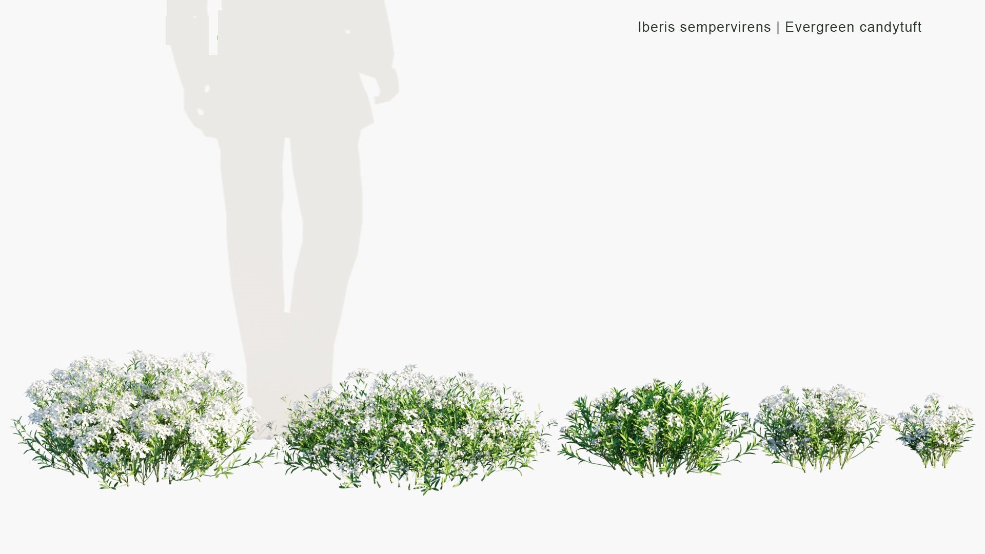 Low Poly Iberis Sempervirens - Evergreen Candytuft, Perennial Candytuft (3D Model)