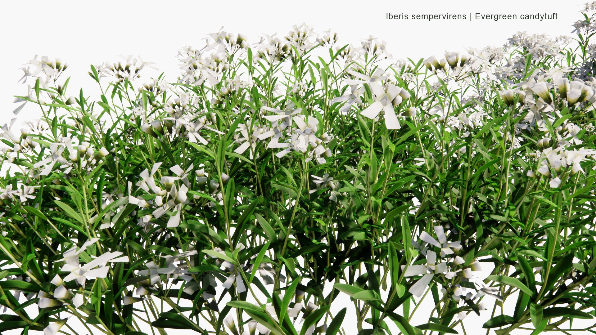 Low Poly Iberis Sempervirens - Evergreen Candytuft, Perennial Candytuft (3D Model)