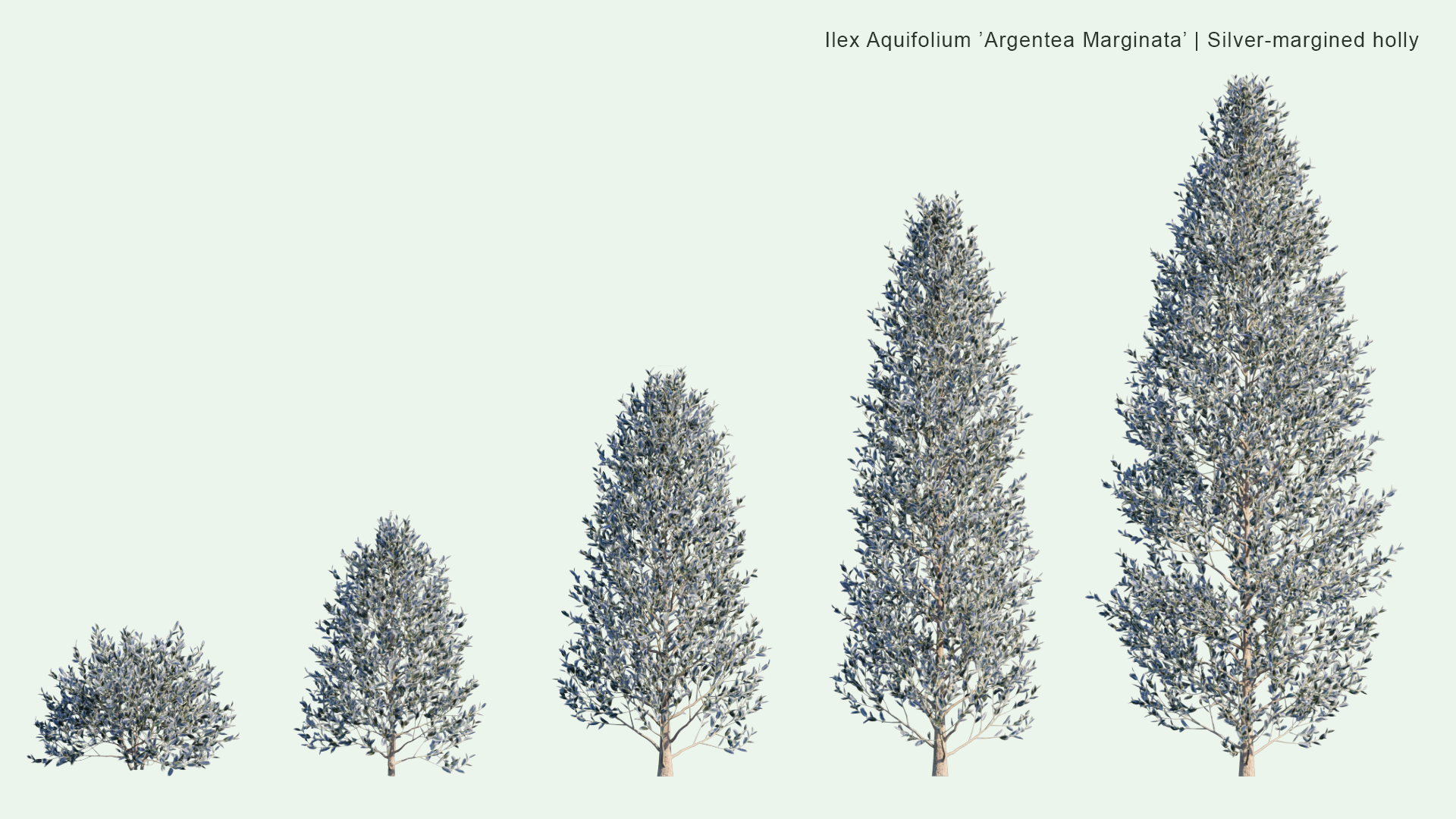 2D Ilex Aquifolium 'Argentea Marginata' - Silver-Margined Holly