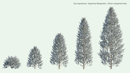 Ilex Aquifolium 'Argentea Marginata'