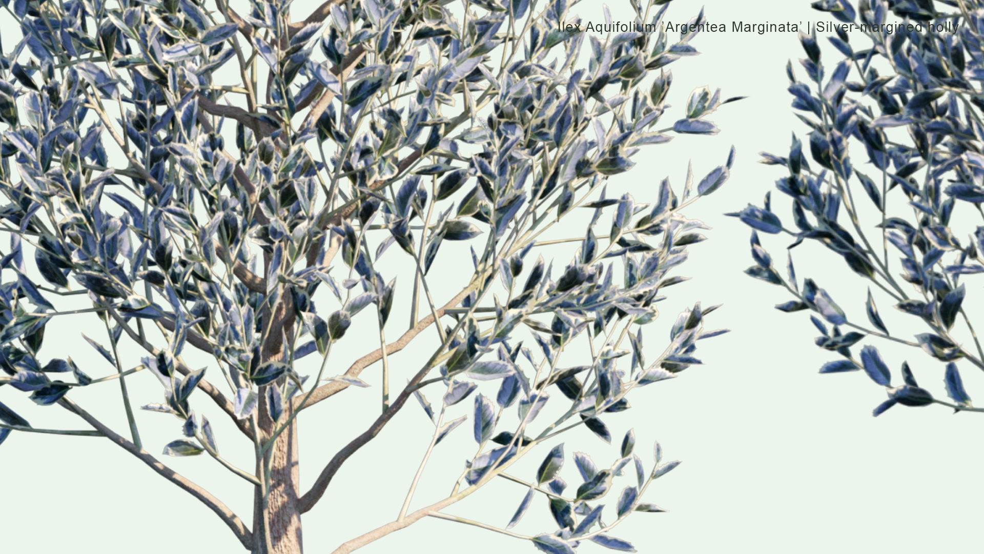 2D Ilex Aquifolium 'Argentea Marginata' - Silver-Margined Holly