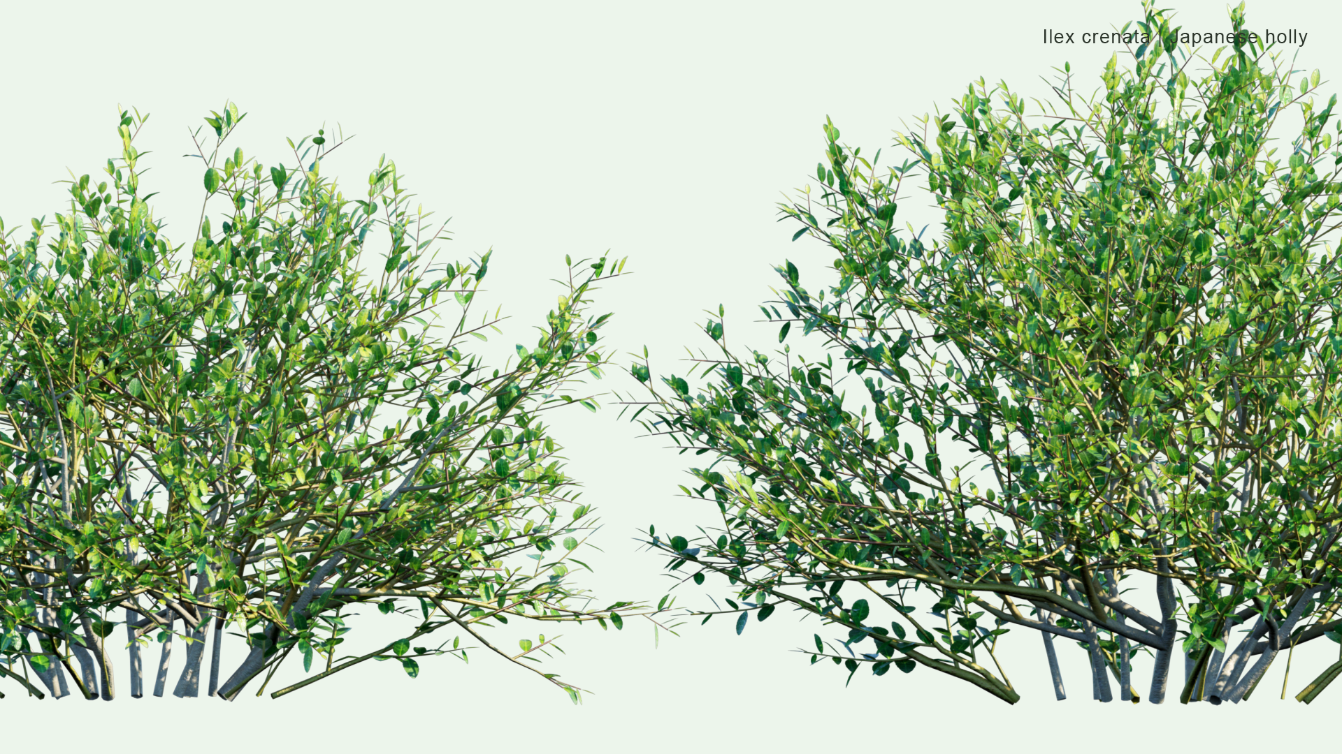 2D Ilex Crenata - Japanese Holly, Box-leaved Holly, イヌツゲ