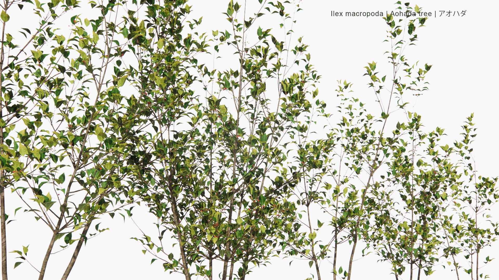 Low Poly Ilex Macropoda - Aohada Tree - アオハダ (3D Model)