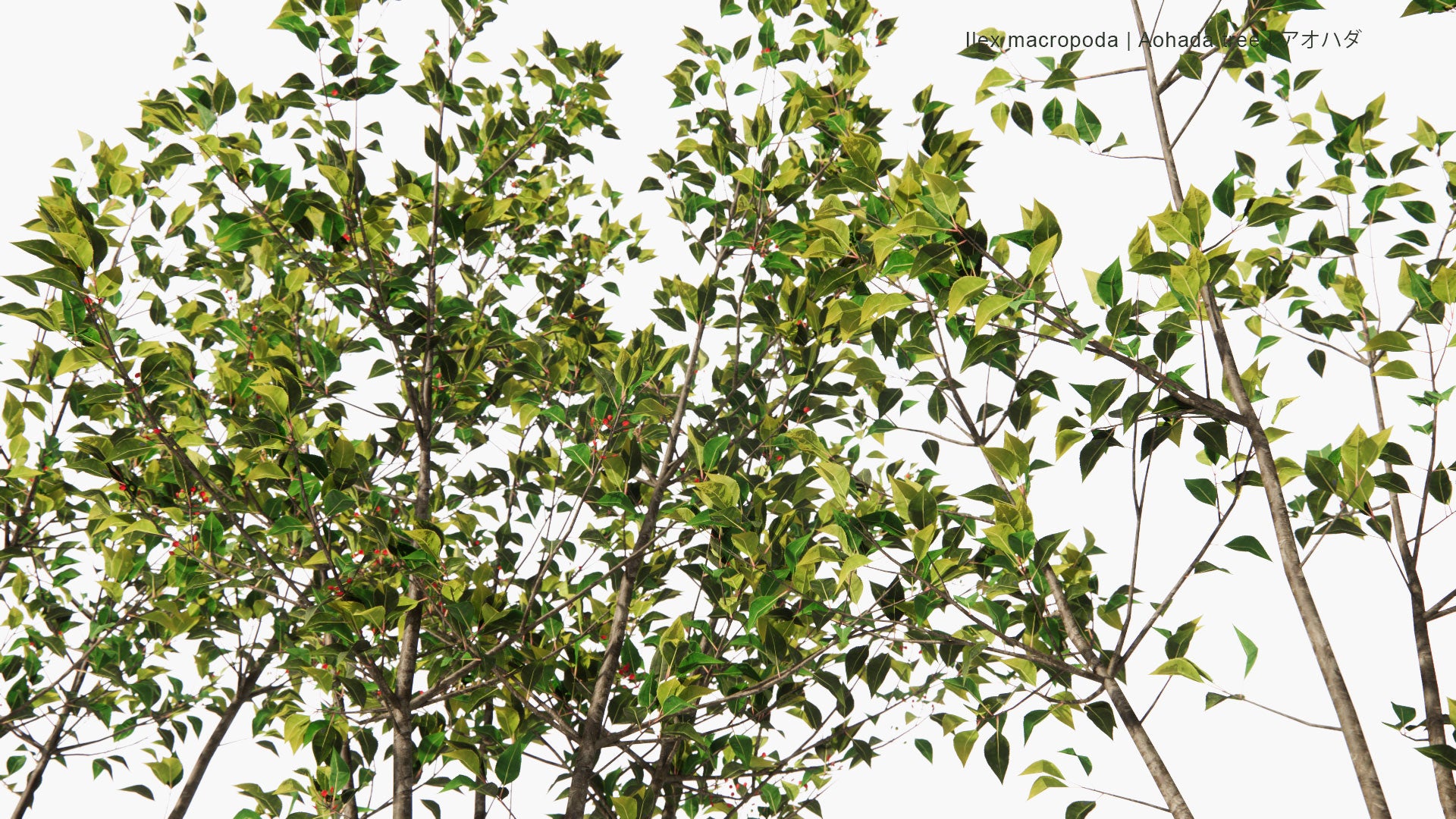Low Poly Ilex Macropoda - Aohada Tree - アオハダ (3D Model)