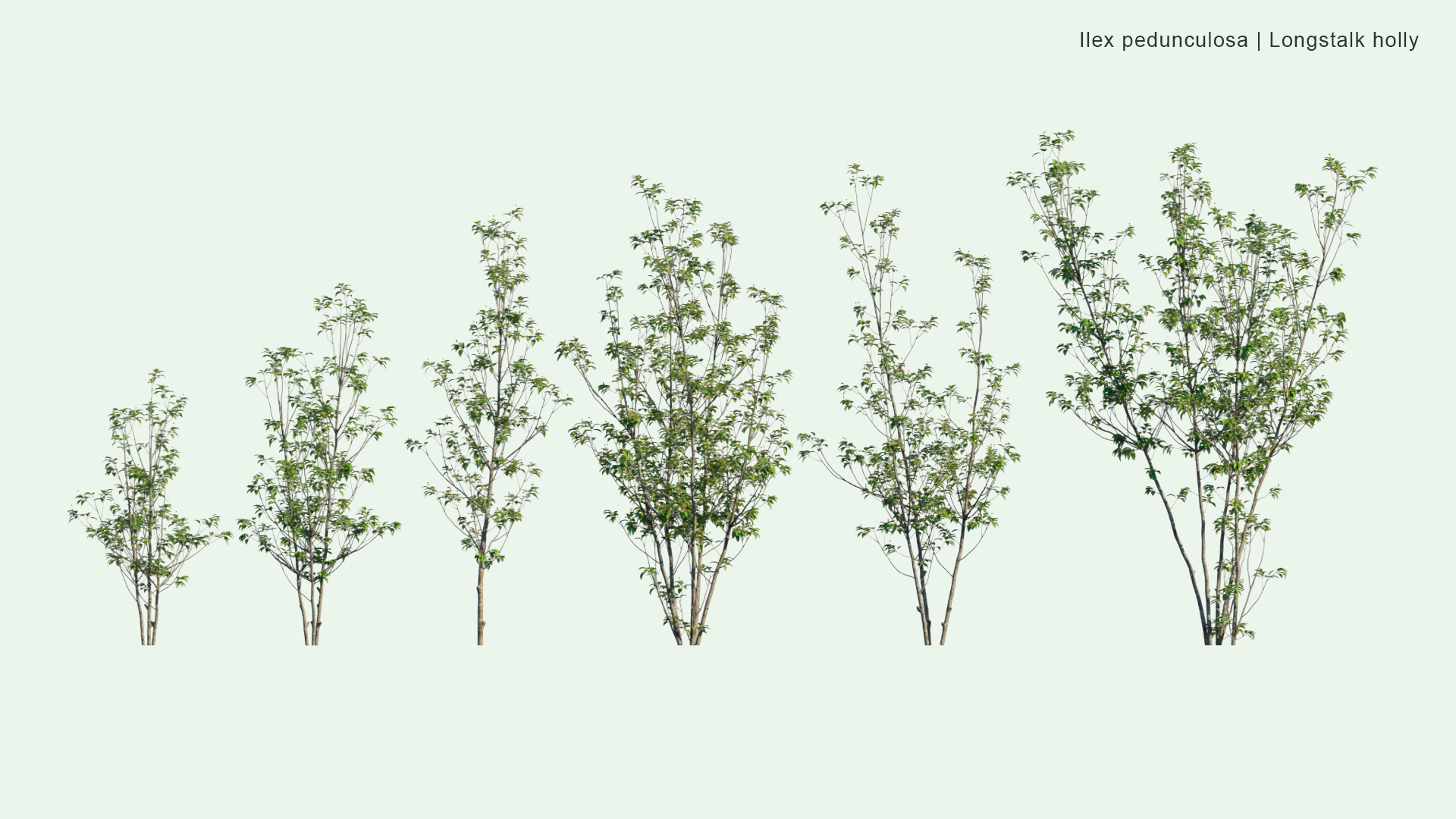 2D | Ilex Pedunculosa - ‎Longstalk Holly, ソヨゴ