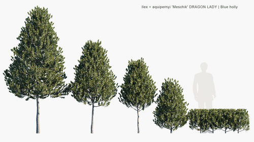 Ilex × Aquipernyi Meschik DRAGON LADY