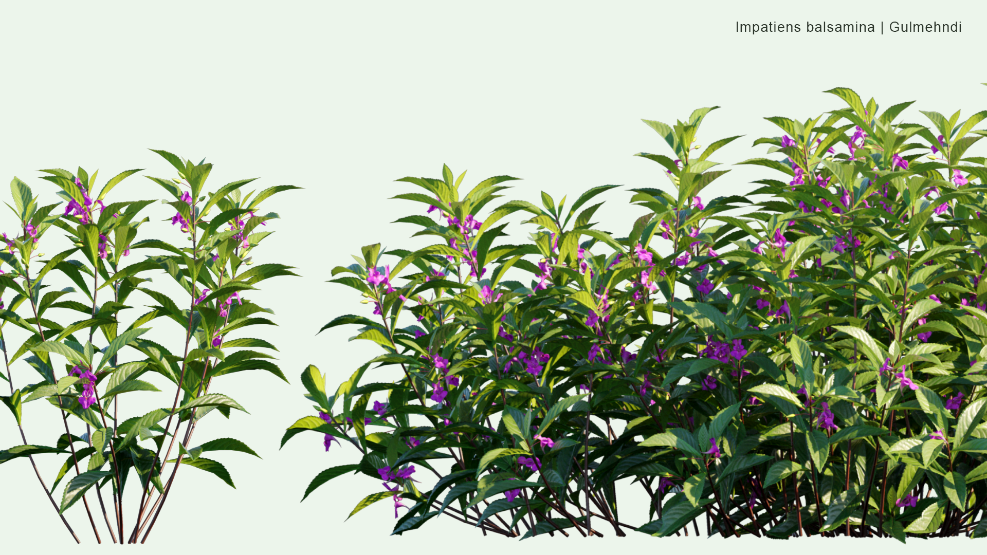 2D Impatiens Balsamina - Gulmehndi, Balsam, Garden Balsam, Rose Balsam, Touch-me-not, Spotted Snapweed