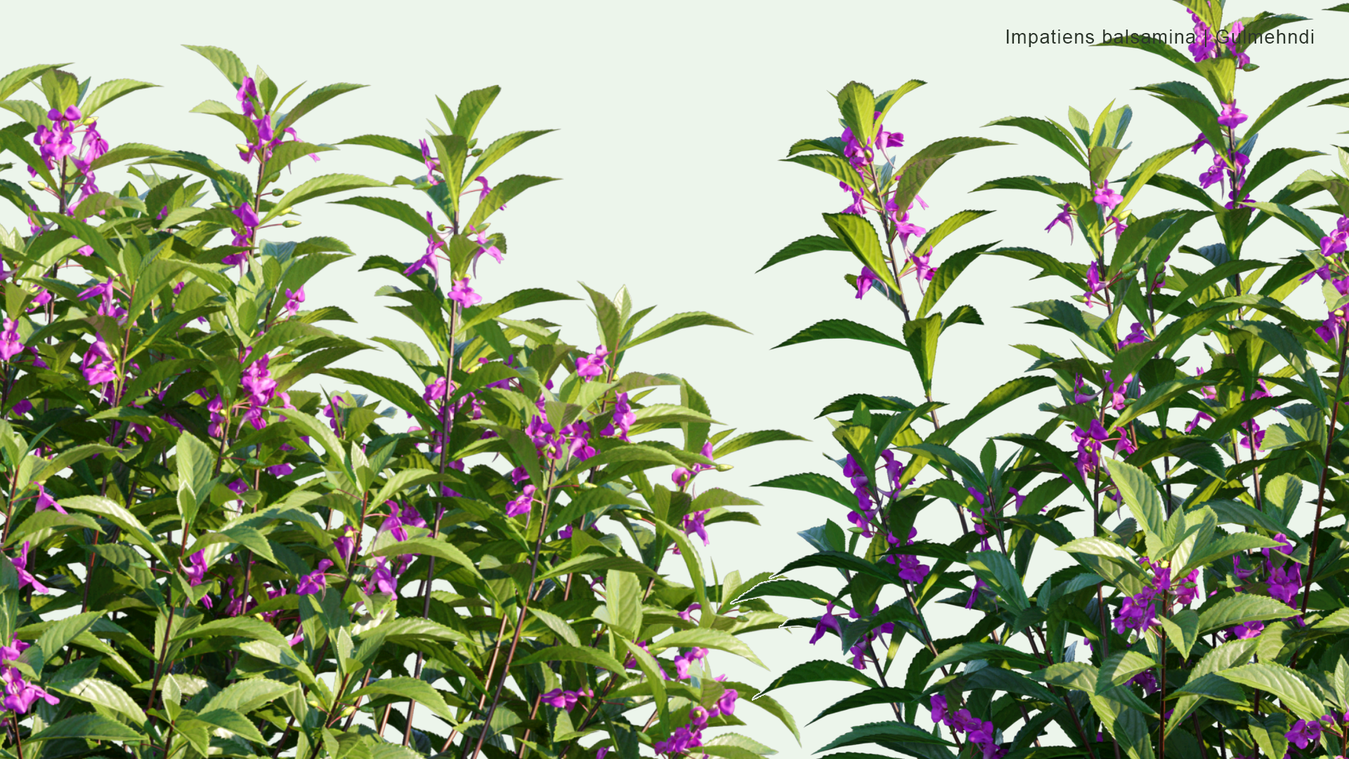 2D Impatiens Balsamina - Gulmehndi, Balsam, Garden Balsam, Rose Balsam, Touch-me-not, Spotted Snapweed