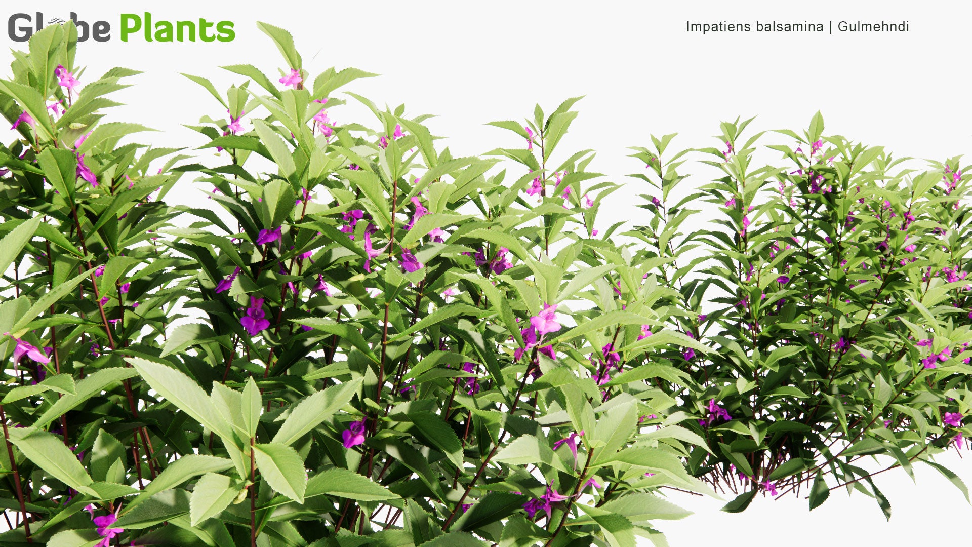 Low Poly Impatiens Balsamina - Gulmehndi, Balsam, Garden Balsam, Rose Balsam, Touch-Me-Not, Spotted Snapweed (3D Model)