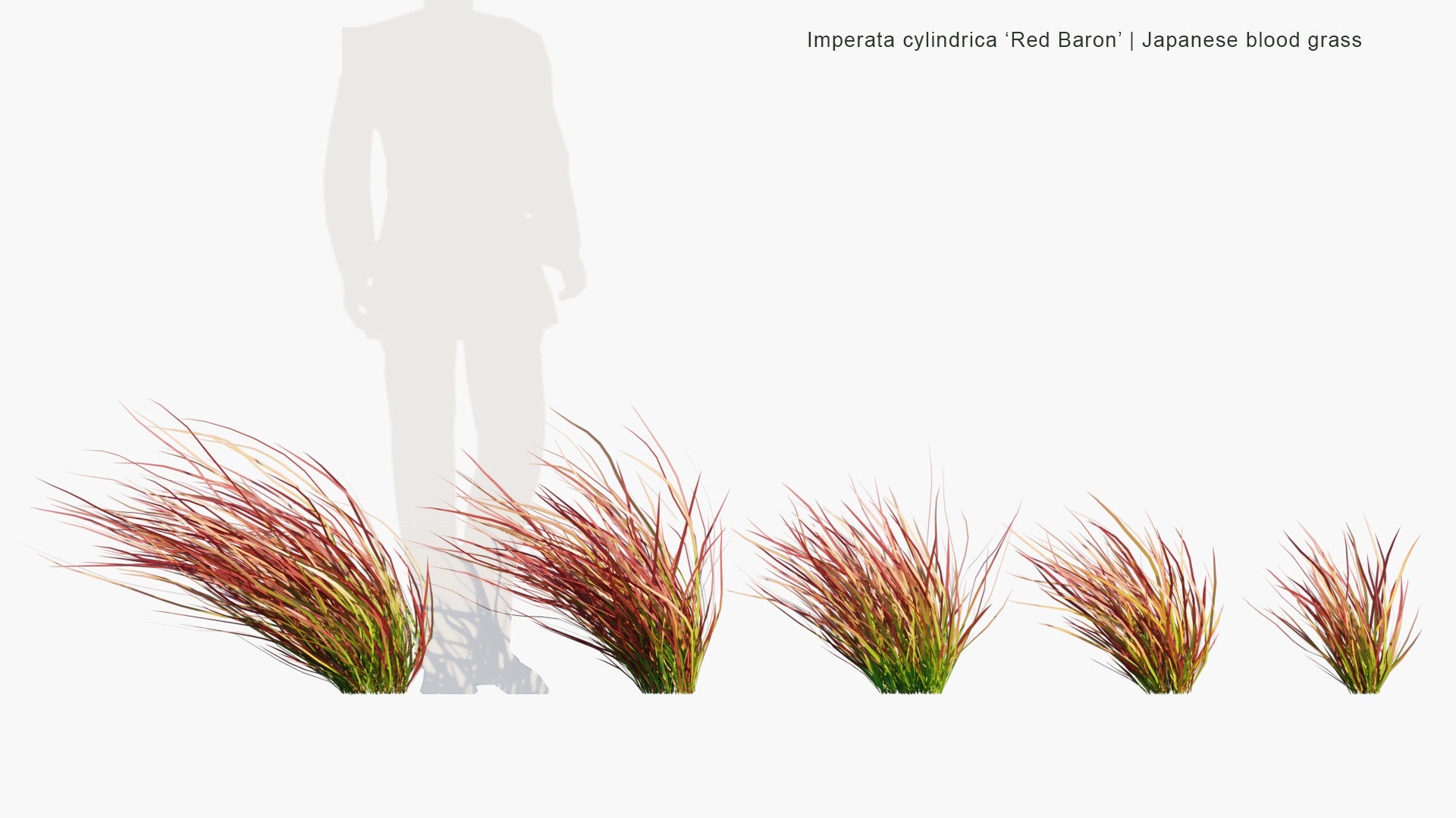 Low Poly Imperata Cylindrica Red Baron - Japanese Blood Grass (3D Model)