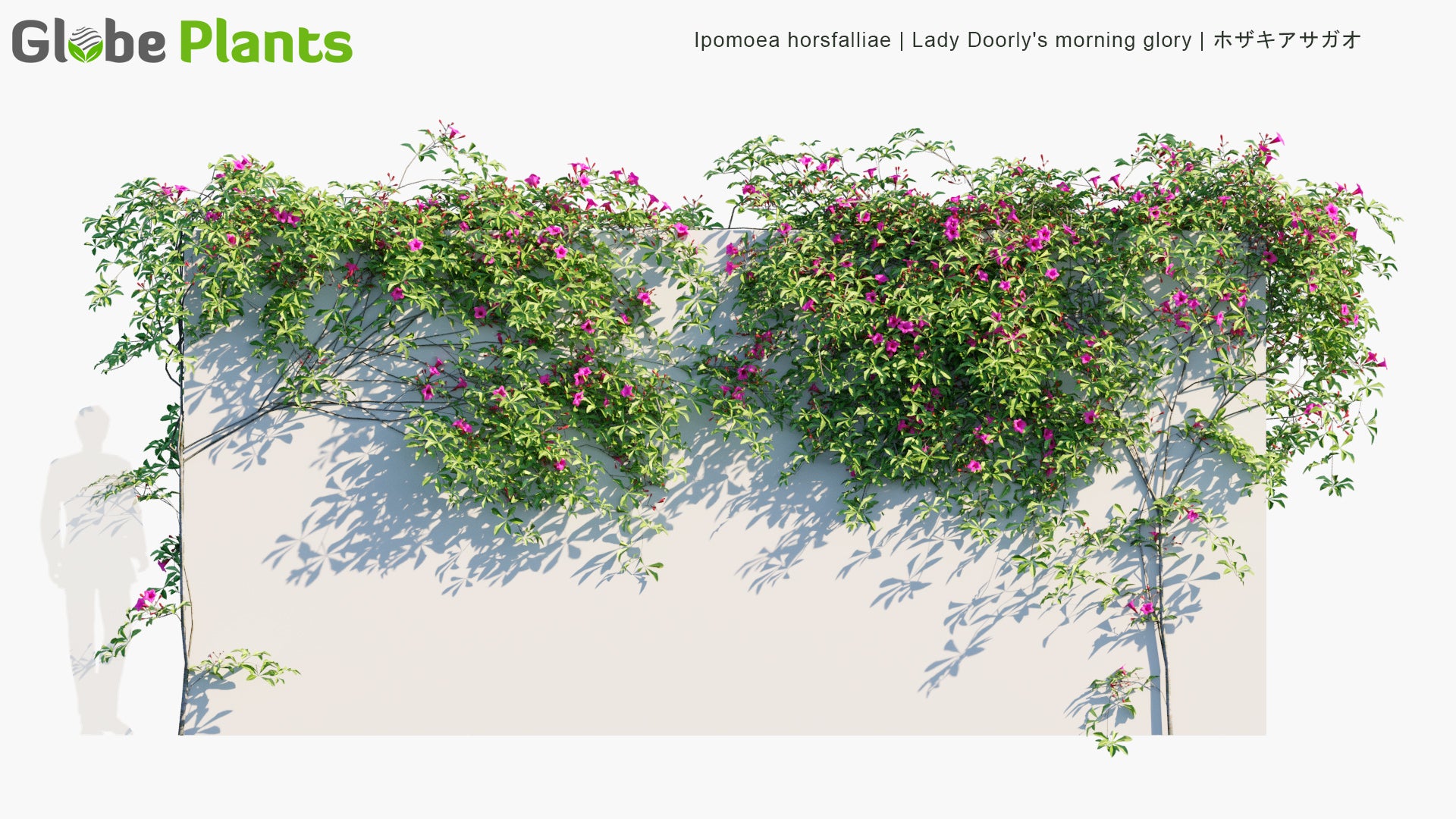 Low Poly Ipomoea Horsfalliae - Lady Doorly's Morning Glory, Cardinal Creeper, Prince Kuhio Vine (3D Model)