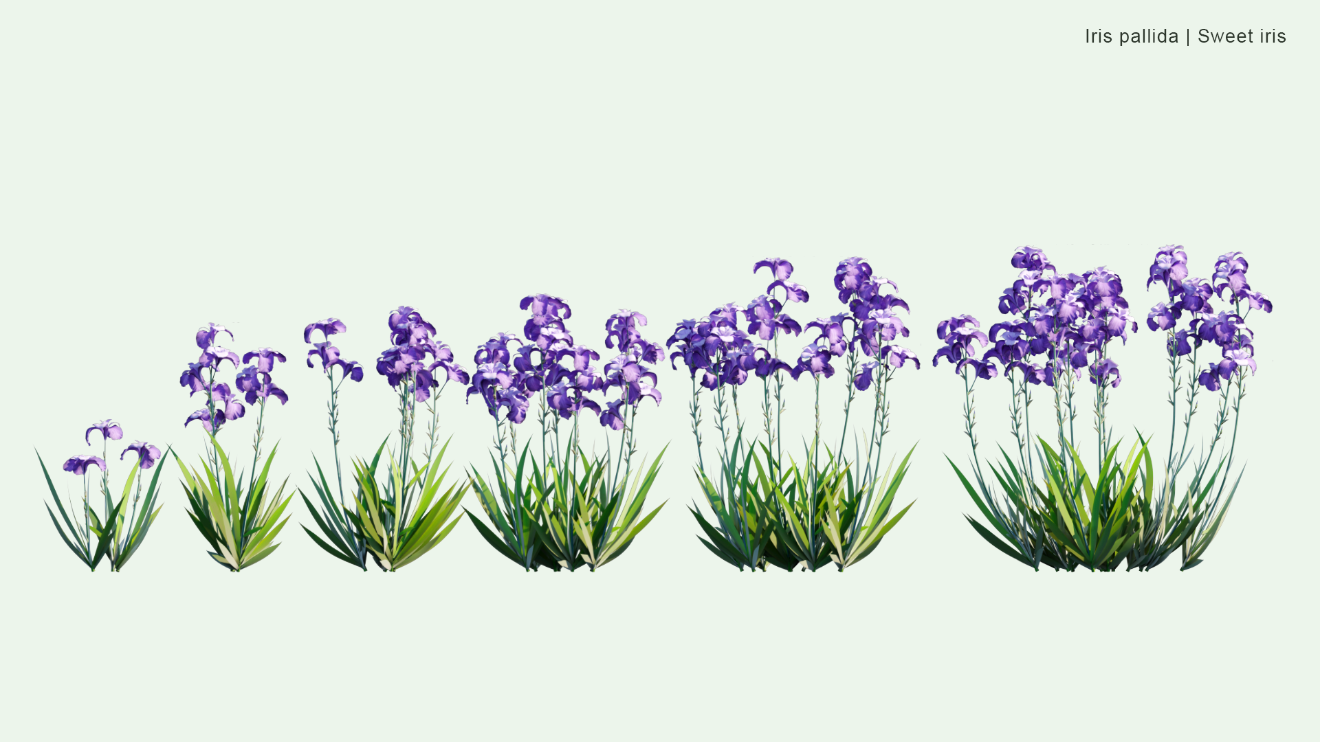 2D Iris Pallida - Sweet Iris, Dalmatian Iris