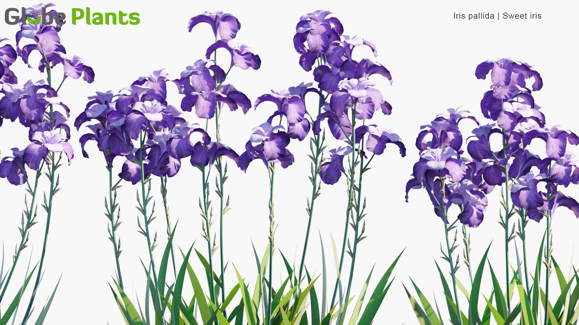 Low Poly Iris Pallida - Sweet Iris, Dalmatian Iris (3D Model)
