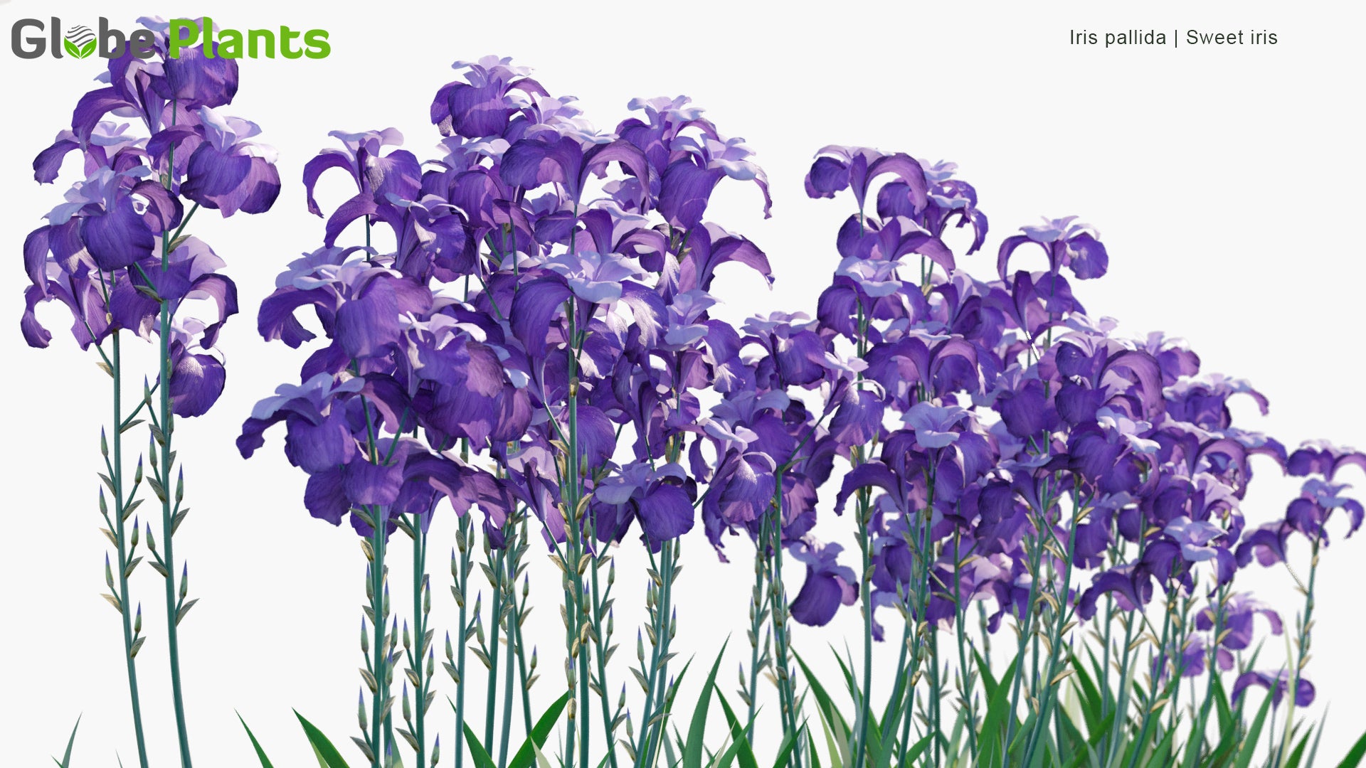 Low Poly Iris Pallida - Sweet Iris, Dalmatian Iris (3D Model)