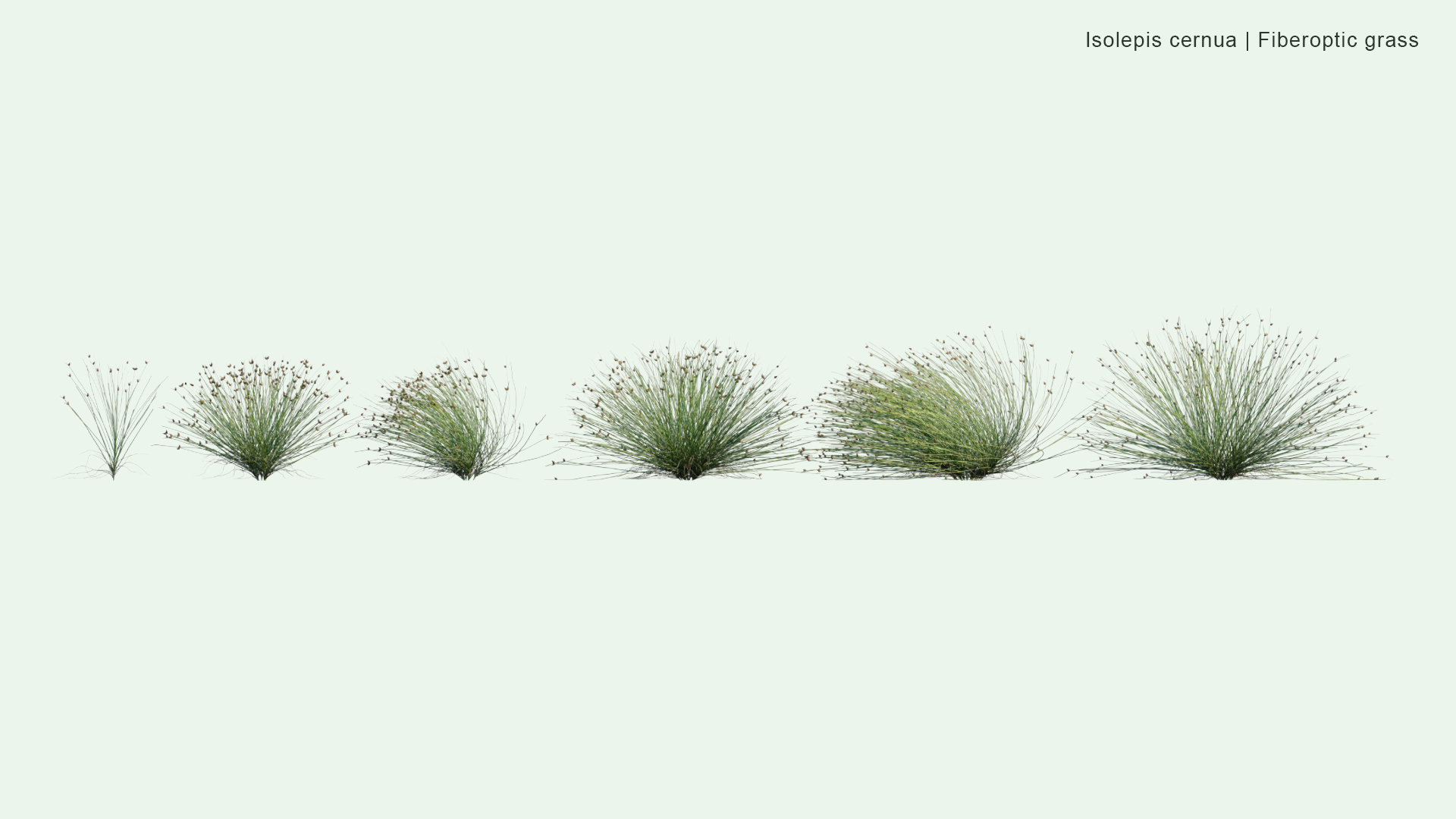 2D Isolepis Cernua - Fiberoptic Grass, Low Bulrush, Tufted Clubrush