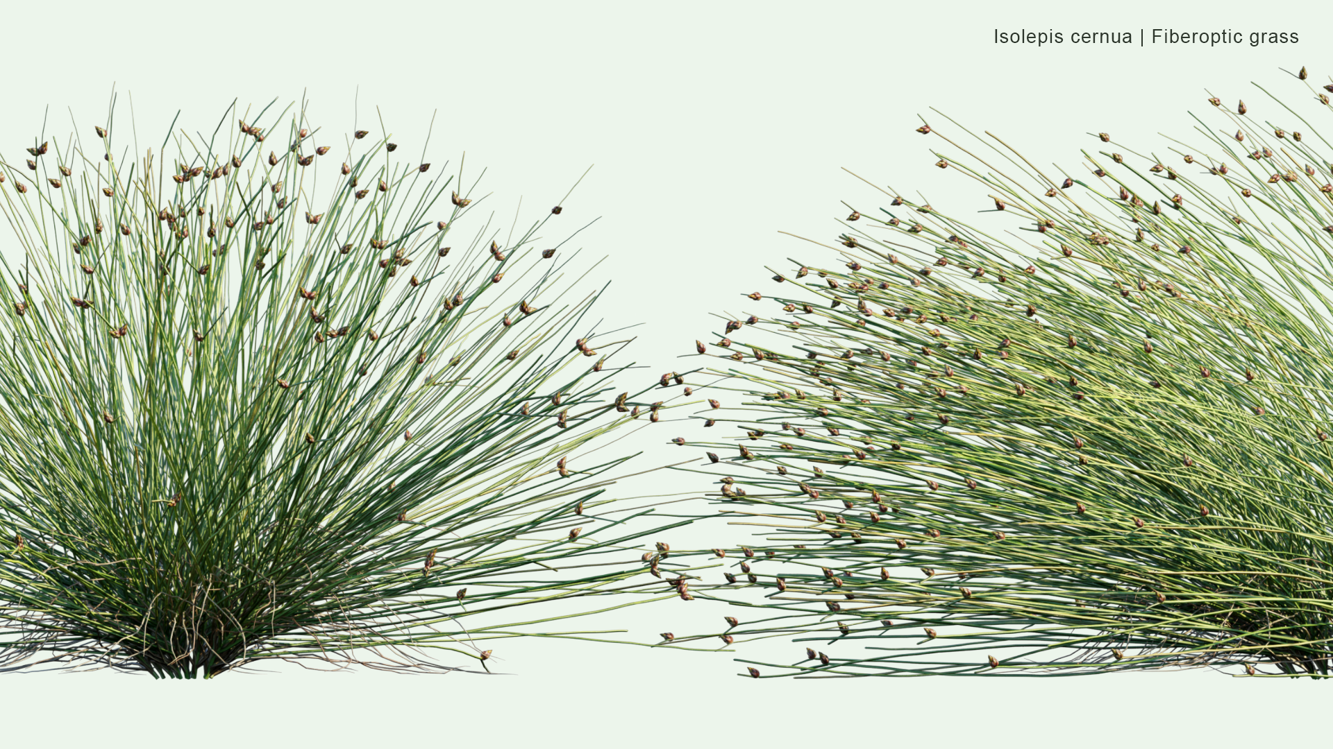 2D Isolepis Cernua - Fiberoptic Grass, Low Bulrush, Tufted Clubrush