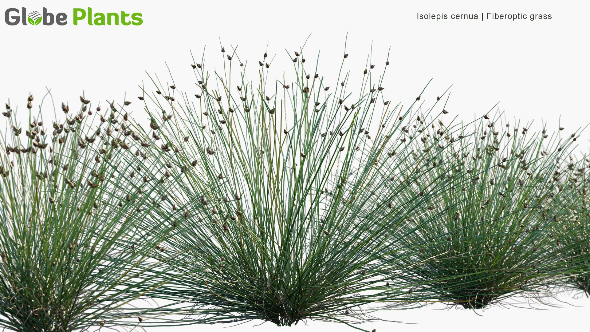 Low Poly Isolepis Cernua - Fiberoptic Grass, Low Bulrush, Tufted Clubrush (3D Model)