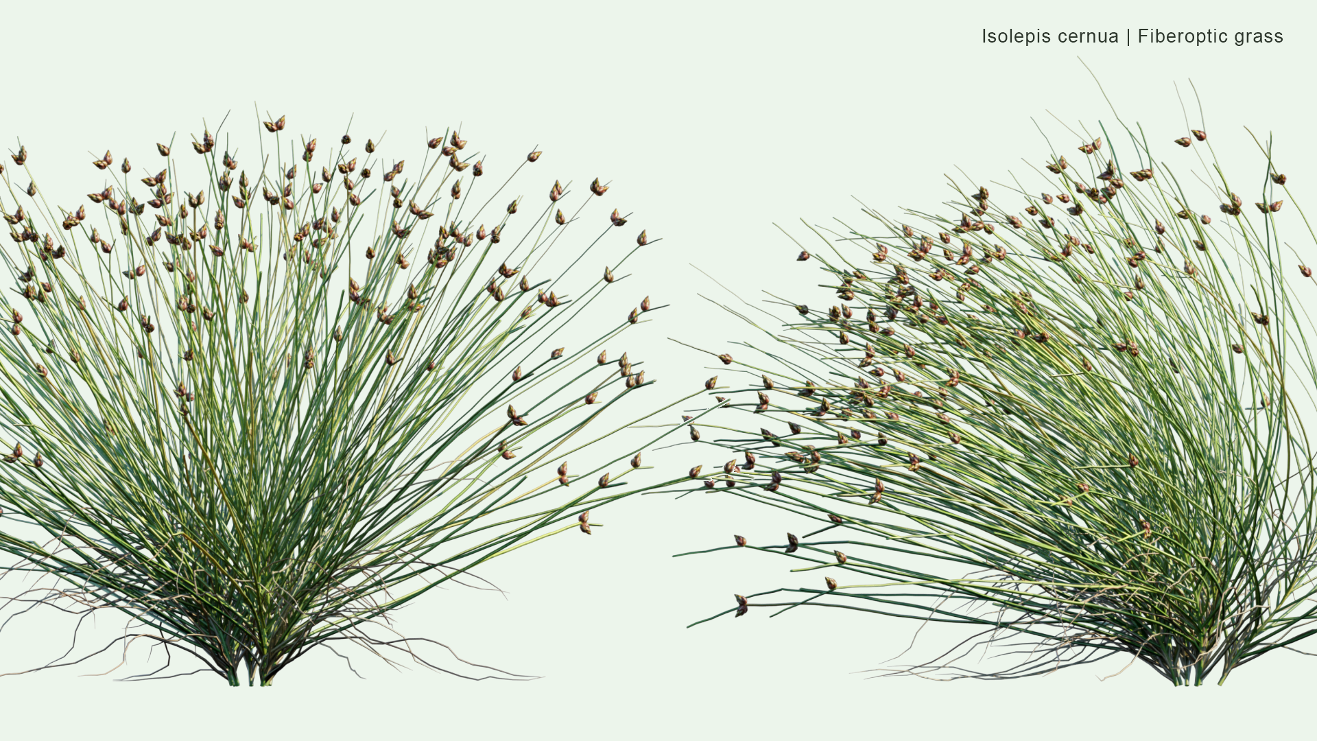 2D Isolepis Cernua - Fiberoptic Grass, Low Bulrush, Tufted Clubrush