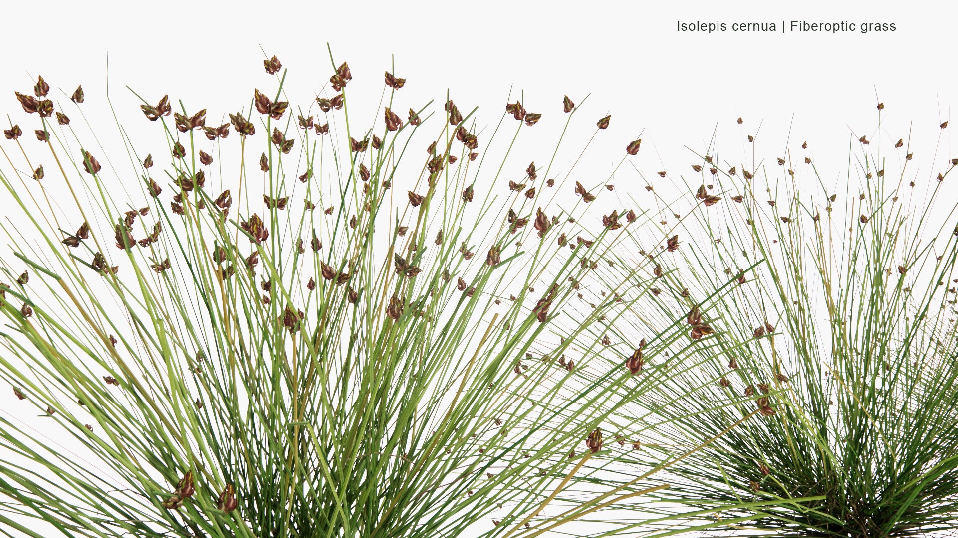 Low Poly Isolepis Cernua - Fiberoptic Grass, Low Bulrush, Tufted Clubrush (3D Model)
