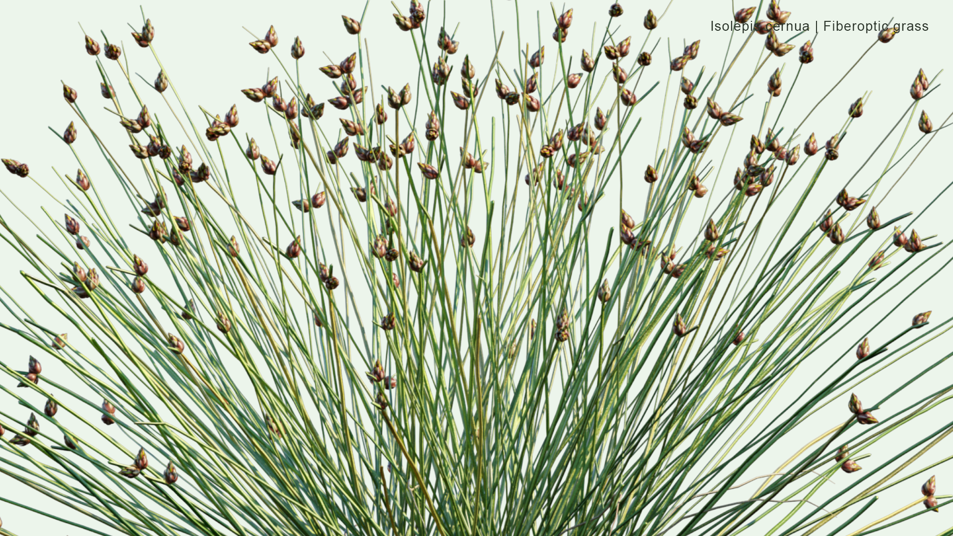 2D Isolepis Cernua - Fiberoptic Grass, Low Bulrush, Tufted Clubrush