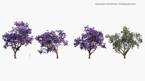 Jacaranda Mimosifolia 