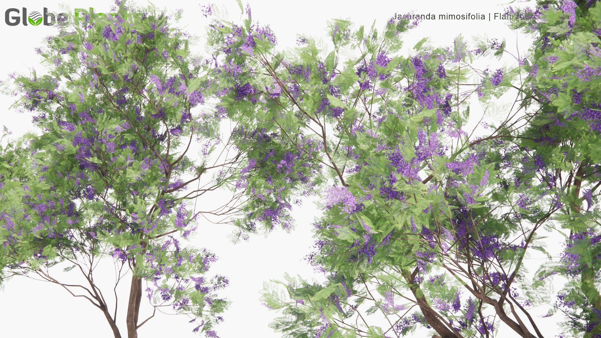 Low Poly Jacaranda Mimosifolia - Flamboyant Bleu, Black Poui, The Fern Tree (3D Model)